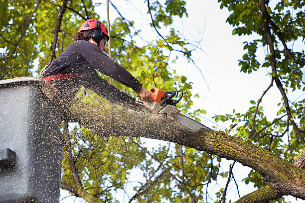 Reliable Five Forks, SC Tree Services Solutions